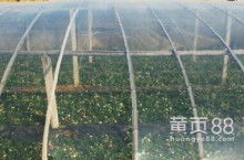 農用薄膜 現代農業的“保護傘”與技術革新
